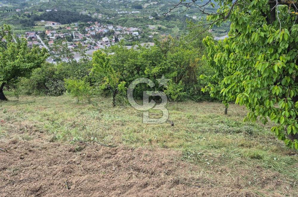 GEYVE EPÇELERDE SATILIK BAĞ3.997 m² 