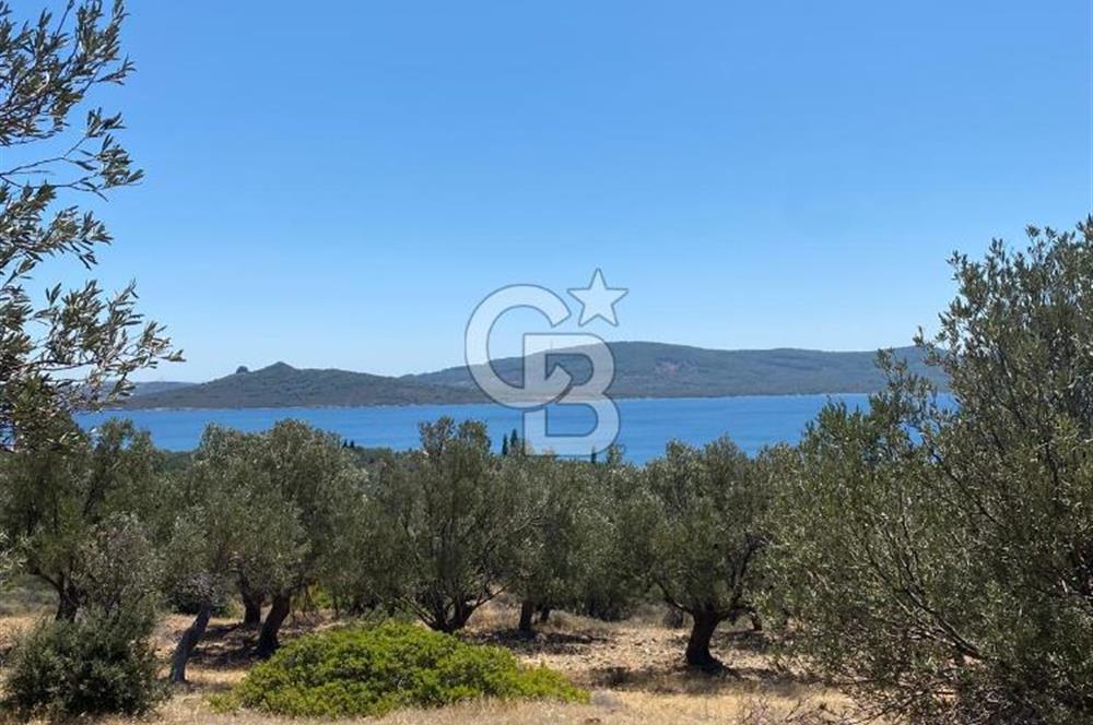 AYVALIK CUNDA ADASI PATRİÇA MEVKİİNDE DENİZ MANZARALI ZEYTİNLİK