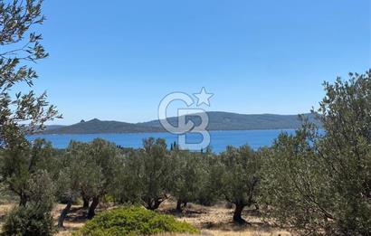 AYVALIK CUNDA ADASI PATRİÇA MEVKİİNDE DENİZ MANZARALI ZEYTİNLİK