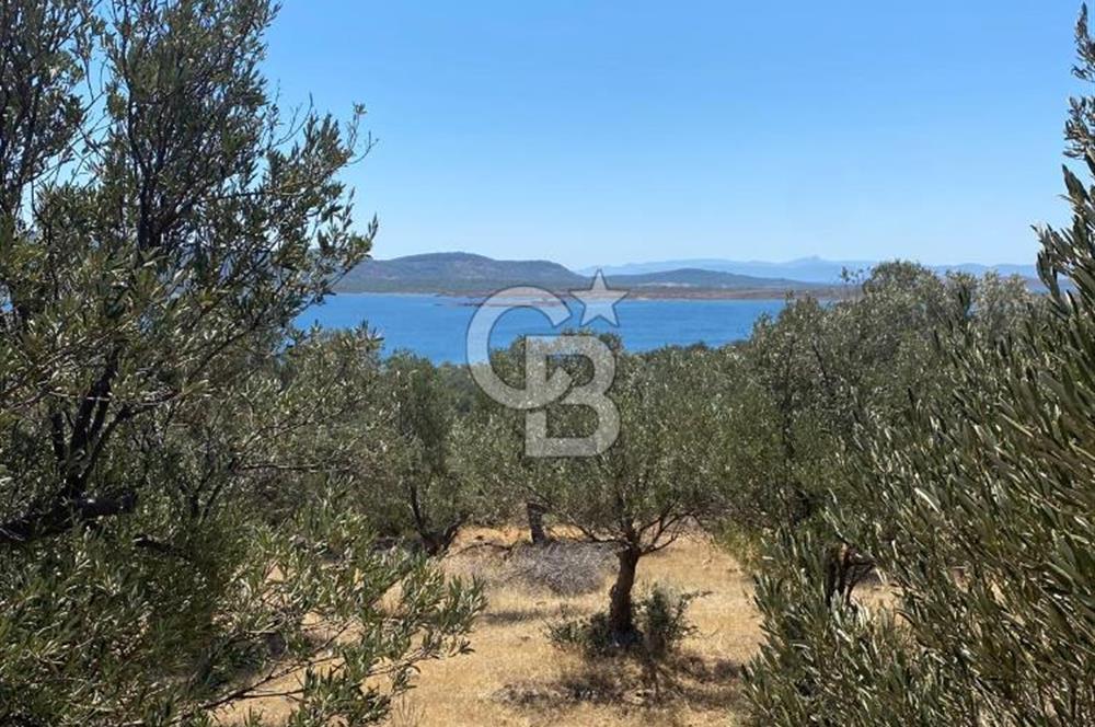 AYVALIK CUNDA ADASI PATRİÇA MEVKİİNDE DENİZ MANZARALI ZEYTİNLİK