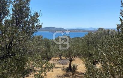 AYVALIK CUNDA ADASI PATRİÇA MEVKİİNDE DENİZ MANZARALI ZEYTİNLİK