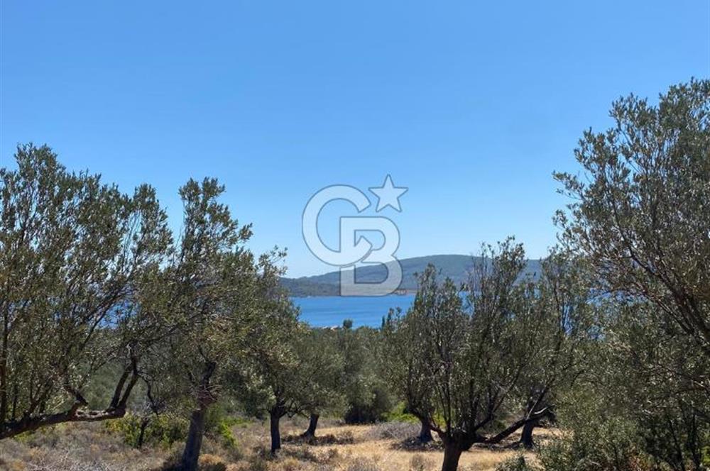 AYVALIK CUNDA ADASI PATRİÇA MEVKİİNDE DENİZ MANZARALI ZEYTİNLİK