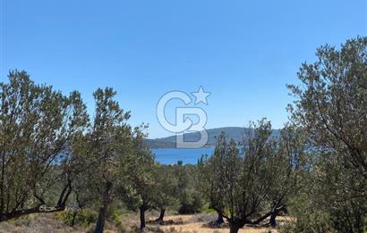AYVALIK CUNDA ADASI PATRİÇA MEVKİİNDE DENİZ MANZARALI ZEYTİNLİK
