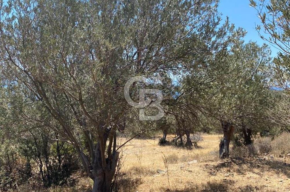 AYVALIK CUNDA ADASI PATRİÇA MEVKİİNDE DENİZ MANZARALI ZEYTİNLİK