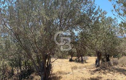 AYVALIK CUNDA ADASI PATRİÇA MEVKİİNDE DENİZ MANZARALI ZEYTİNLİK