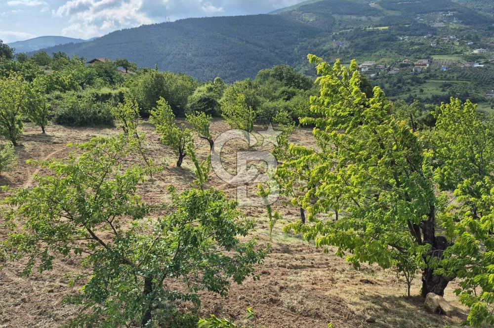 GEYVE EPÇELERDE SATILIK BAĞ3.997 m² 