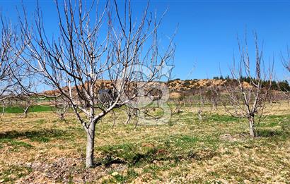 Çal Kocaköyde Satılık Ceviz Bahçesi 