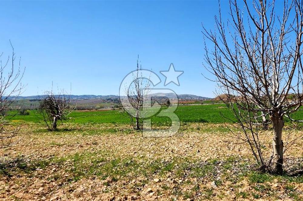 Çal Kocaköyde Satılık Ceviz Bahçesi 