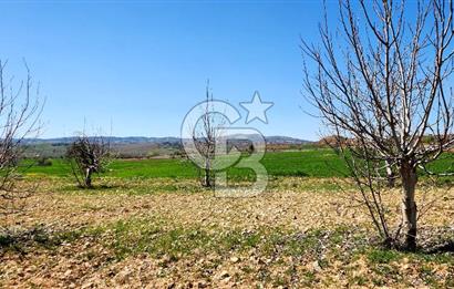 Çal Kocaköyde Satılık Ceviz Bahçesi 