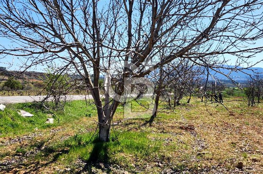 Çal Kocaköyde Satılık Ceviz Bahçesi 