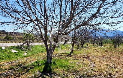 Çal Kocaköyde Satılık Ceviz Bahçesi 
