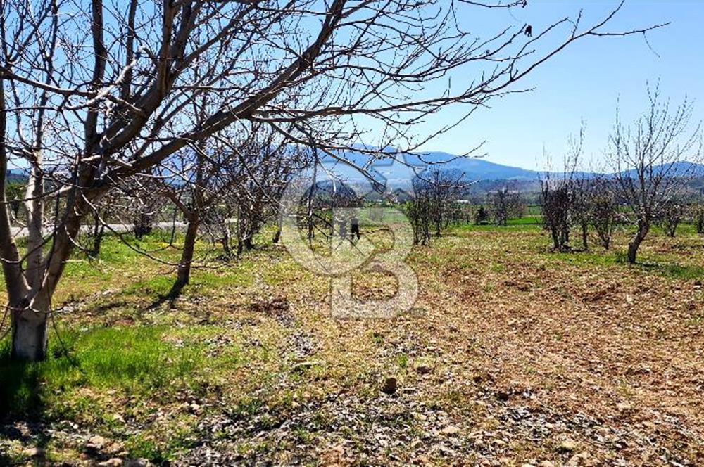 Çal Kocaköyde Satılık Ceviz Bahçesi 