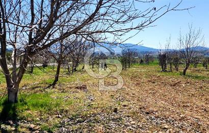 Çal Kocaköyde Satılık Ceviz Bahçesi 