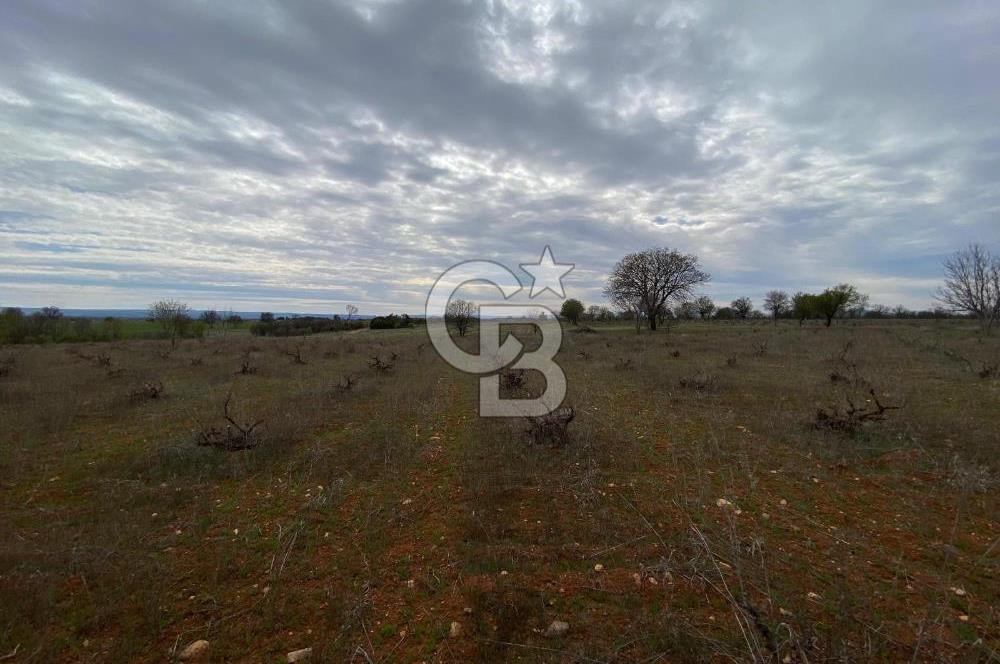 Bekilli Yeşiloba 'da Satılık Tarla 