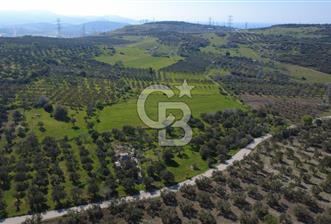 SAMURLUDA 10500m2 SATILIK YOLU OLAN TARLA - 4 - 345216