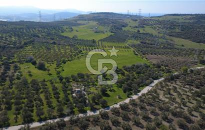 SAMURLUDA 10500m2 SATILIK YOLU OLAN TARLA