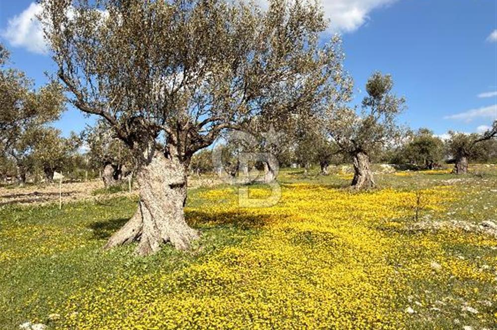 AYVALIK MUTLUKÖY MERKEZİ 9825 M2  ZEYTİNLİK ARSA