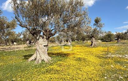 AYVALIK MUTLUKÖY MERKEZİ 9825 M2  ZEYTİNLİK ARSA