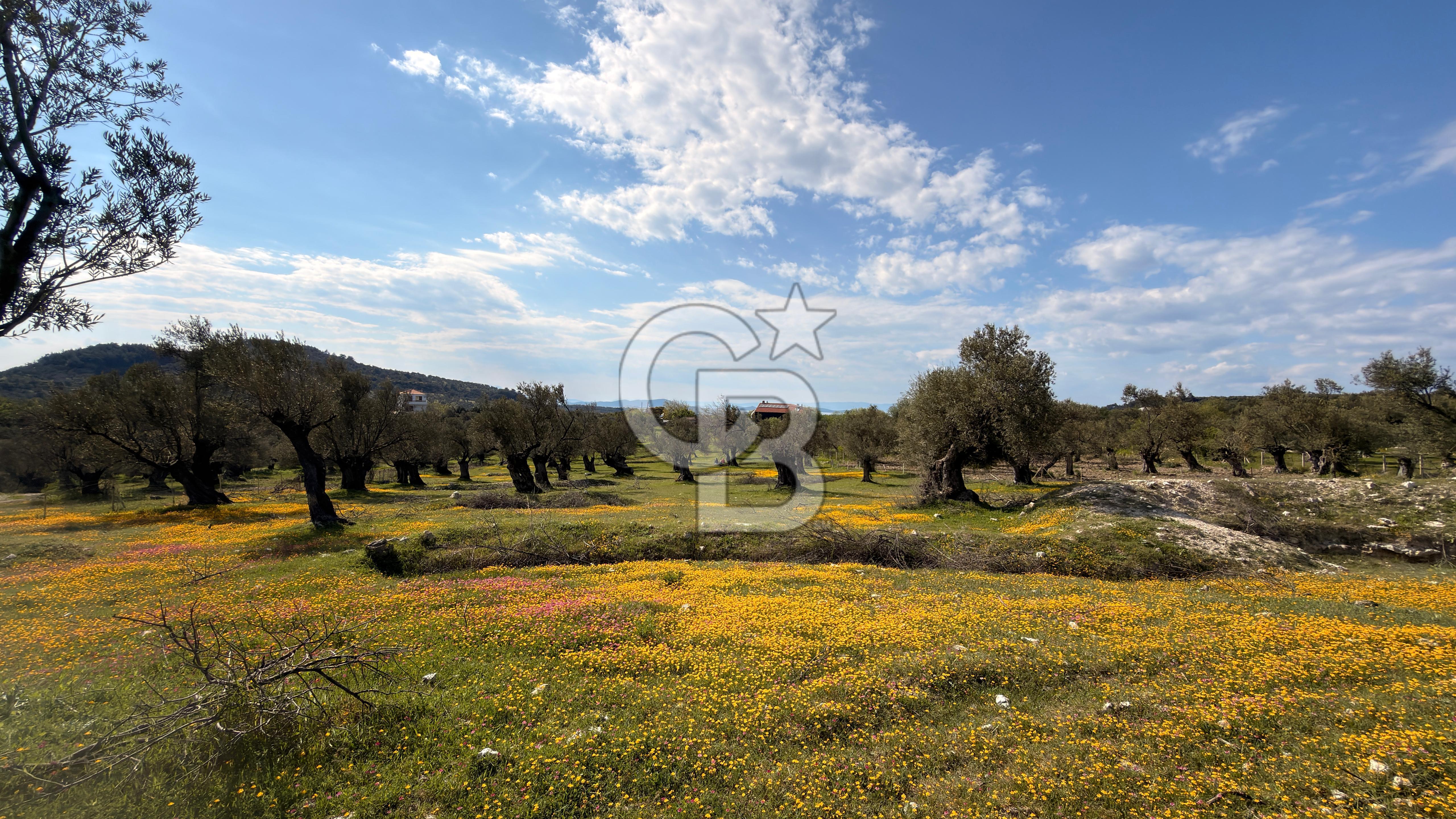 AYVALIK MUTLUKÖY MERKEZİ 9825 M2  ZEYTİNLİK ARSA