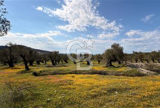 AYVALIK MUTLUKÖY MERKEZİ 9825 M2  ZEYTİNLİK ARSA - 1 - 345197
