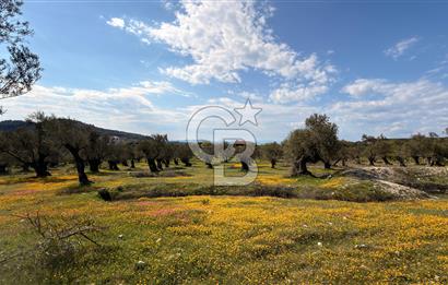 AYVALIK MUTLUKÖY MERKEZİ 9825 M2  ZEYTİNLİK ARSA