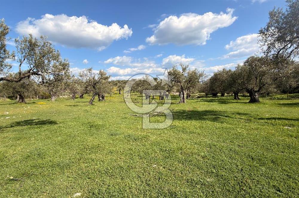 AYVALIK MUTLUKÖY MERKEZİ 9825 M2  ZEYTİNLİK ARSA