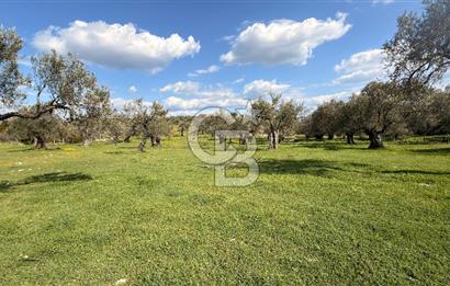 AYVALIK MUTLUKÖY MERKEZİ 9825 M2  ZEYTİNLİK ARSA