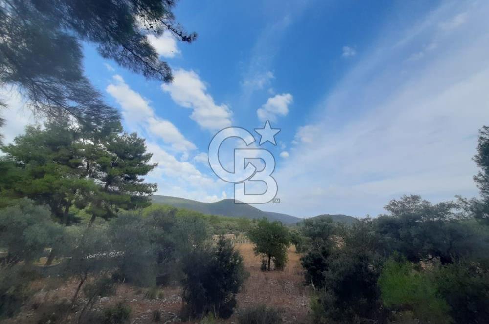 MUĞLA MİLAS'TA 3290 M2 TEK TAPU YATIRIM FIRSATI