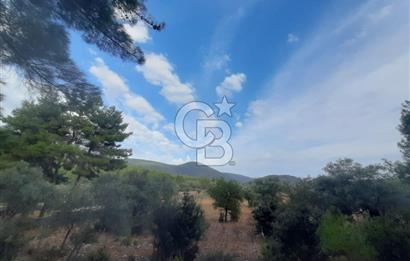 MUĞLA MİLAS'TA 3290 M2 TEK TAPU YATIRIM FIRSATI