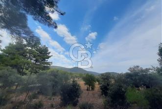 MUĞLA MİLAS'TA 3290 M2 TEK TAPU YATIRIM FIRSATI - 1 - 345233