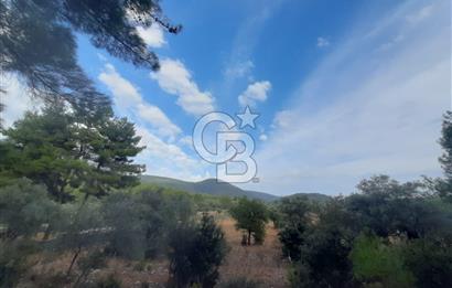 MUĞLA MİLAS'TA 3290 M2 TEK TAPU YATIRIM FIRSATI