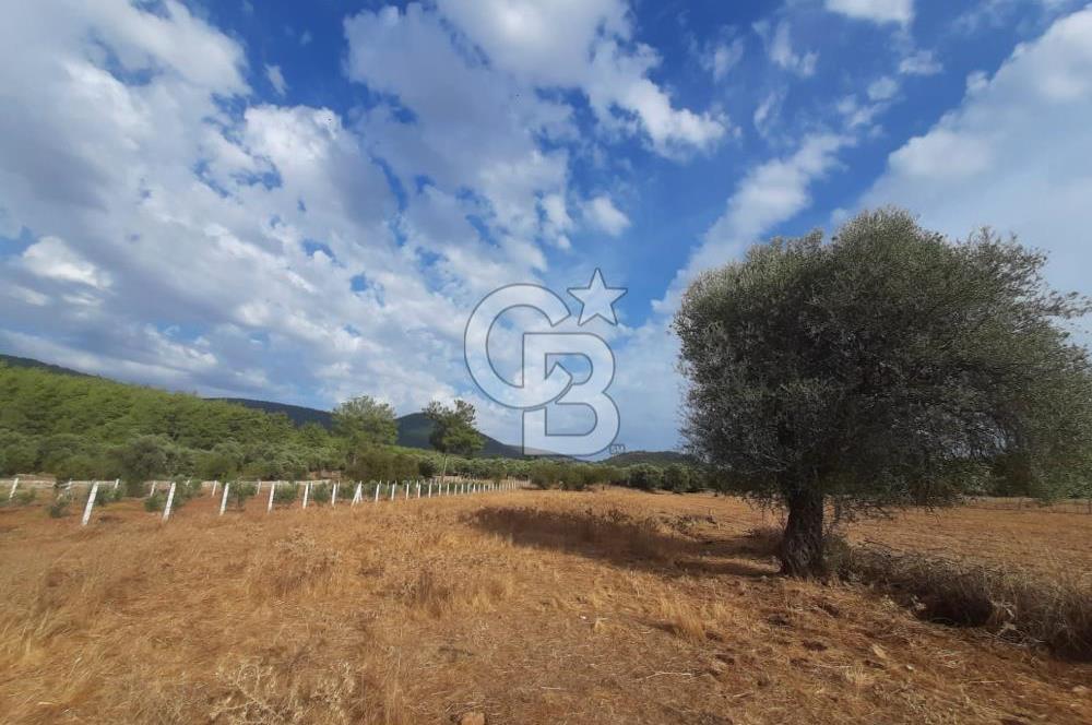 MUĞLA MİLAS'TA 3290 M2 TEK TAPU YATIRIM FIRSATI