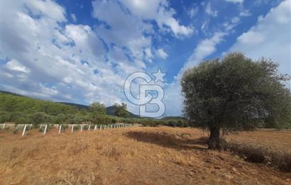 MUĞLA MİLAS'TA 3290 M2 TEK TAPU YATIRIM FIRSATI