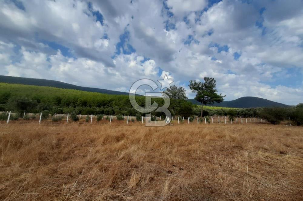 MUĞLA MİLAS'TA 3290 M2 TEK TAPU YATIRIM FIRSATI