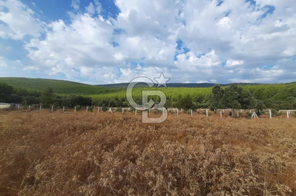 MUĞLA MİLAS'TA 3290 M2 TEK TAPU YATIRIM FIRSATI