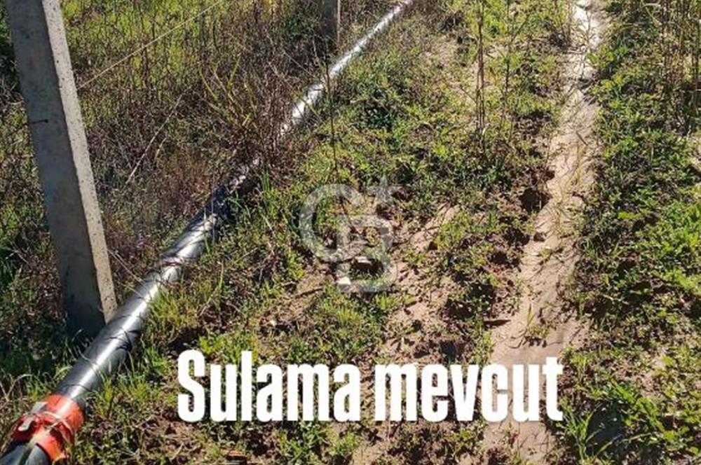 Torbalıda Yola Cepheli Elektrik Su Hazır Tek Tapulu Zeytinlik 