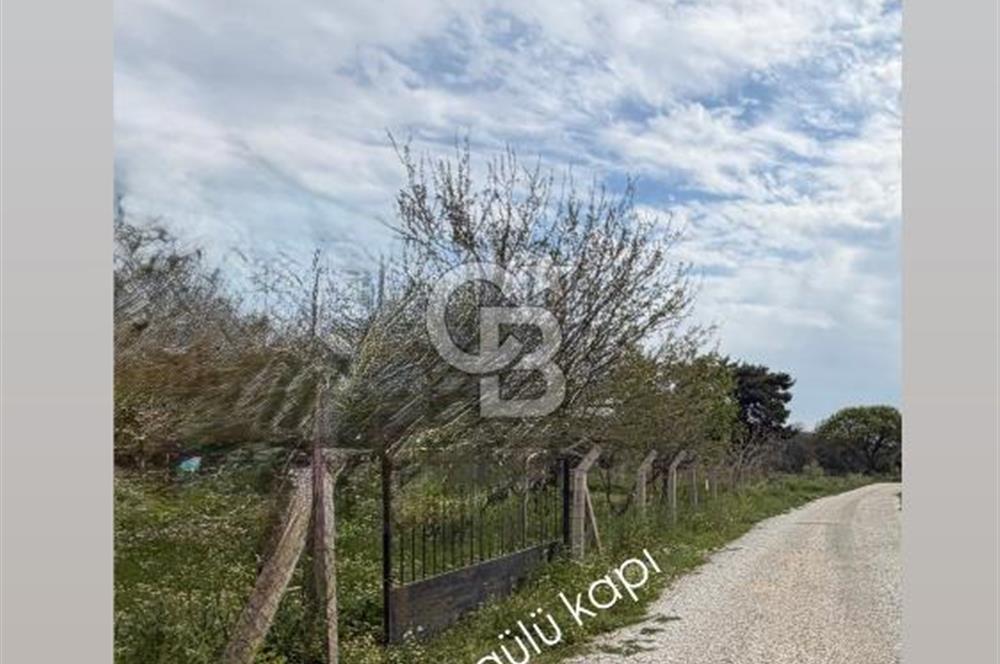 Torbalıda Yola Cepheli Elektrik Su Hazır Tek Tapulu Zeytinlik 