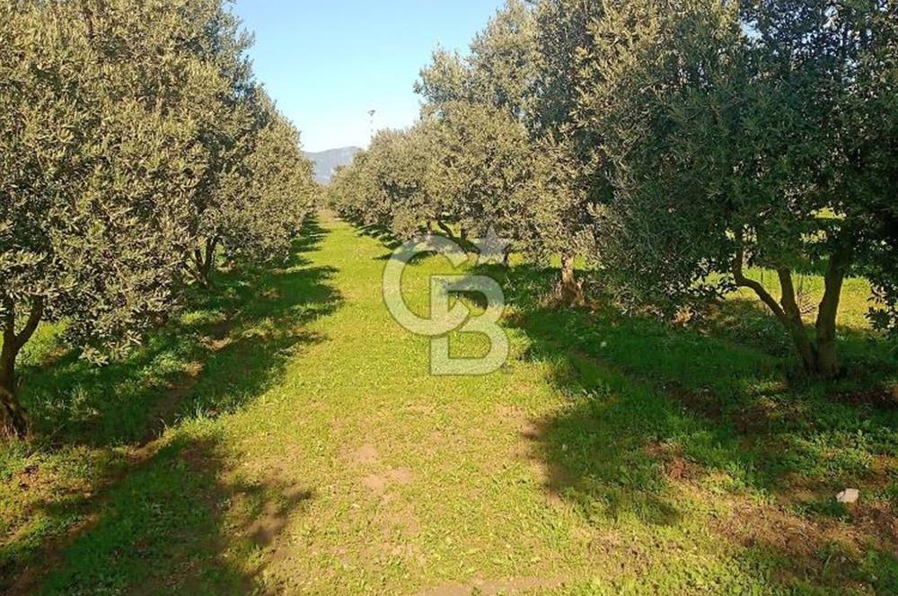 Torbalıda Yola Cepheli Elektrik Su Hazır Tek Tapulu Zeytinlik 