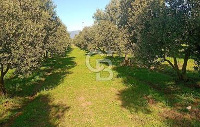 Torbalıda Yola Cepheli Elektrik Su Hazır Tek Tapulu Zeytinlik 