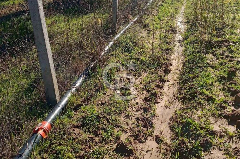 Torbalıda Yola Cepheli Elektrik Su Hazır Tek Tapulu Zeytinlik 