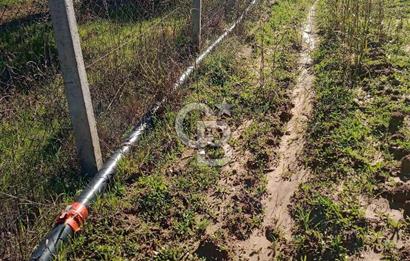 Torbalıda Yola Cepheli Elektrik Su Hazır Tek Tapulu Zeytinlik 