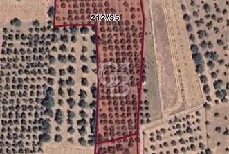 Torbalıda Yola Cepheli Elektrik Su Hazır Tek Tapulu Zeytinlik  - 6 - 345316