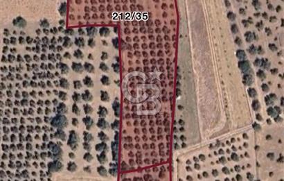 Torbalıda Yola Cepheli Elektrik Su Hazır Tek Tapulu Zeytinlik 