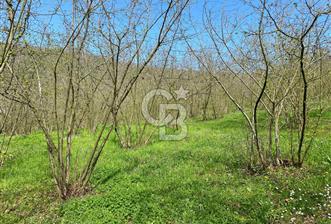 Düzce Akçakoca Arabacı Köyü’nde Satılık 10 Dönüm Meyve Bahçesi  - 9 - 345339