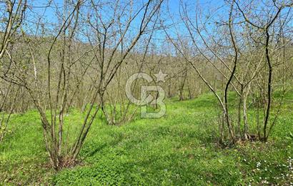 Düzce Akçakoca Arabacı Köyü’nde Satılık 10 Dönüm Meyve Bahçesi 