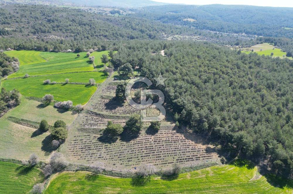 CB OPİA'DAN ''DOĞAYLA İÇ İÇE 10.269 m² YATIRIMLIK TARLA FISATI'