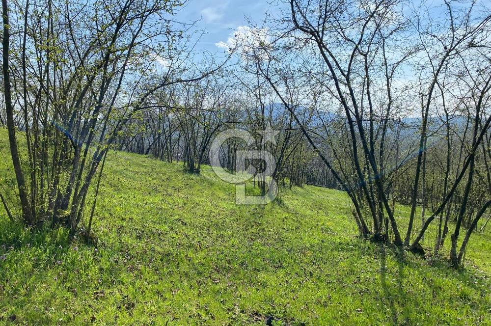 Düzce Akçakoca Arabacı Köyü’nde Satılık 10 Dönüm Meyve Bahçesi 