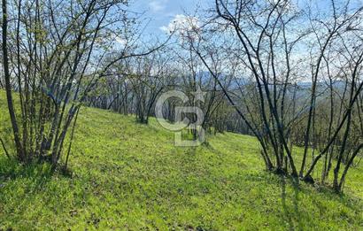 Düzce Akçakoca Arabacı Köyü’nde Satılık 10 Dönüm Meyve Bahçesi 