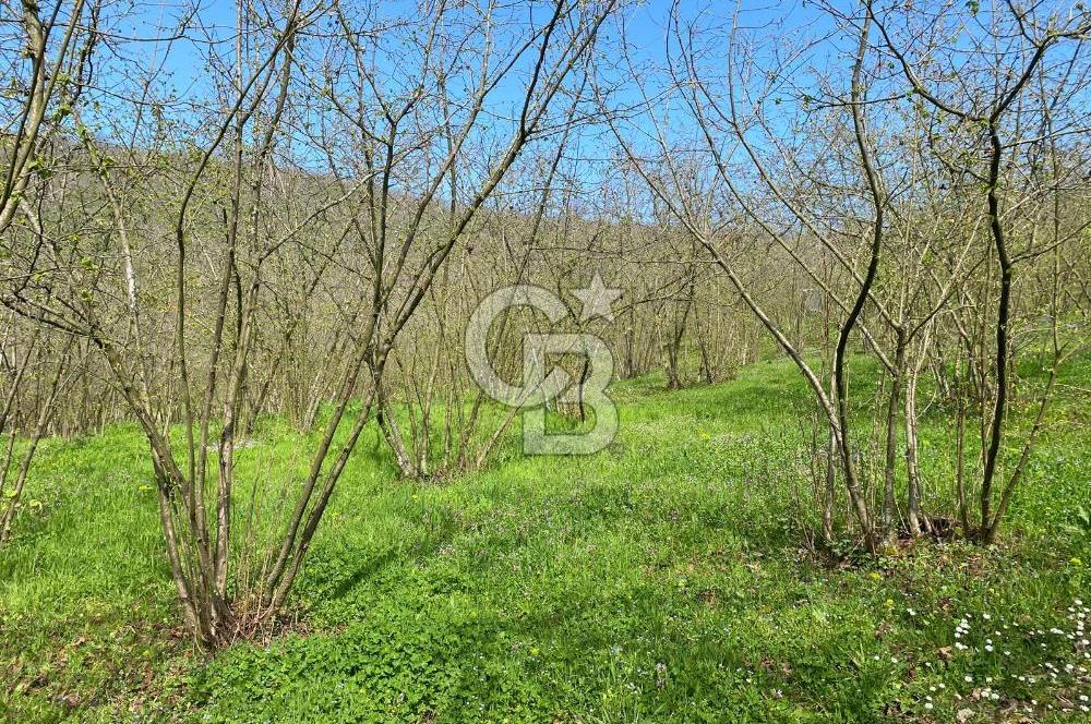 Düzce Akçakoca Arabacı Köyü’nde Satılık 10 Dönüm Meyve Bahçesi 