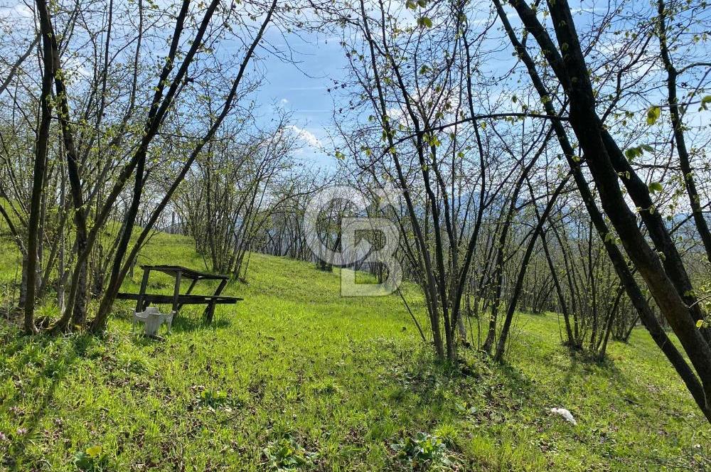 Düzce Akçakoca Arabacı Köyü’nde Satılık 10 Dönüm Meyve Bahçesi 